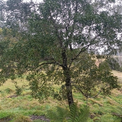 Unverified Other Shrub at Deer Vale, NSW - Yesterday by jason_john