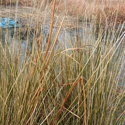 Unverified Other Fresh Water Plant at Deer Vale, NSW - Yesterday by jason_john