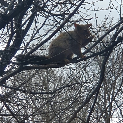 Trichosurus vulpecula at Canberra, ACT - Yesterday by Bubbles
