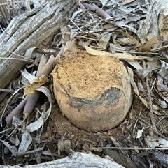 Unverified Fruitbody thick walled, splitting from the top at Aranda, ACT - 21 Jul 2025 by Jennybach