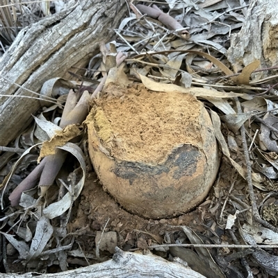 Unverified Fruitbody thick walled, splitting from the top at Aranda, ACT - 21 Jul 2025 by Jennybach