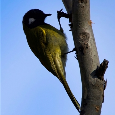 Nesoptilotis leucotis at Lake George, NSW - 11 Jun 2025 by jb2602