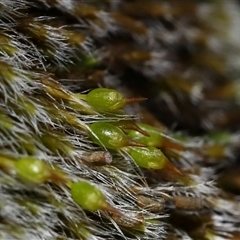 Grimmia sp. at Kambah, ACT - 16 Jul 2025 by TimL