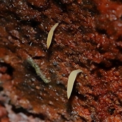 Mucronella sp. at Paddys River, ACT - 16 Jul 2025 by TimL
