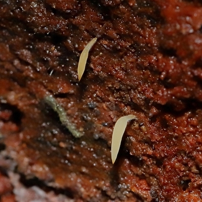Mucronella sp. at Paddys River, ACT - 16 Jul 2025 by TimL