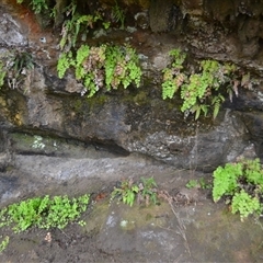 Adiantum capillus-veneris at Jerrawangala, NSW - Yesterday by plants