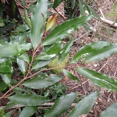 Stenocarpus salignus (Scrub Beefwood) at Jerrawangala, NSW - Yesterday by plants