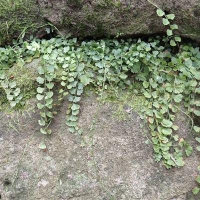 Asplenium flabellifolium (Necklace Fern) at Jerrawangala, NSW - Yesterday by plants