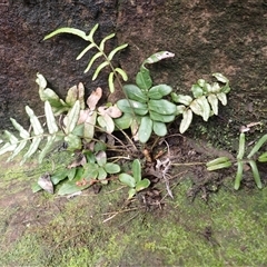 Blechnum ambiguum at Jerrawangala, NSW - Yesterday by plants