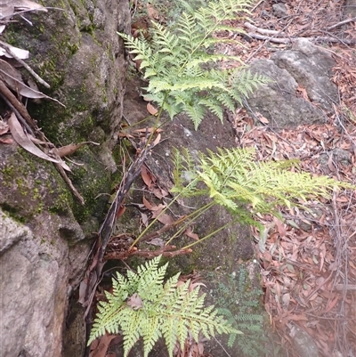 Davallia solida var. pyxidata (Hare's Foot Fern) at Jerrawangala, NSW - Yesterday by plants