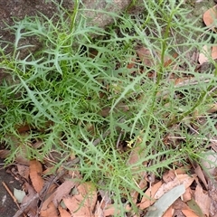 Isotoma axillaris (Australian Harebell, Showy Isotome) at Jerrawangala, NSW - Yesterday by plants