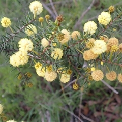 Acacia brownii (Heath Wattle) at Oakdale, NSW - Yesterday by plants