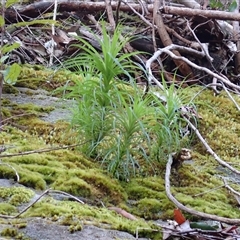 Dracophyllum secundum at Jerrawangala, NSW - Yesterday by plants