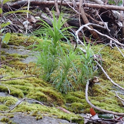Dracophyllum secundum at Jerrawangala, NSW - Yesterday by plants