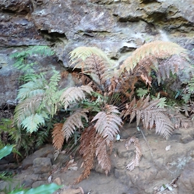 Todea barbara (King Fern) at Jerrawangala, NSW - Yesterday by plants