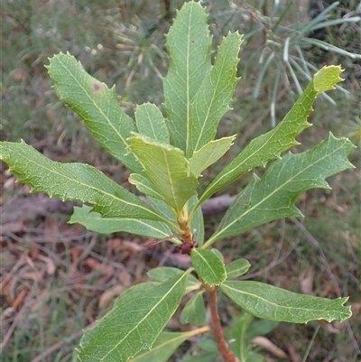 Telopea speciosissima (NSW Waratah) at Jerrawangala, NSW - Yesterday by plants