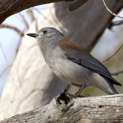 Colluricincla harmonica (Grey Shrikethrush) at Kenny, ACT - 17 Jul 2025 by jb2602