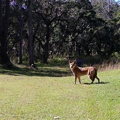 Canis lupus (Dingo / Wild Dog) at Lanitza, NSW - 4 Jan 2021 by Carolina