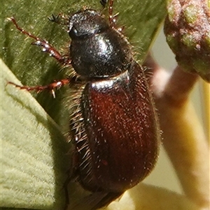 Heteronyx dimidiatus (Dimidiatus scarab beetle) at Hall, ACT - Today by Anna123