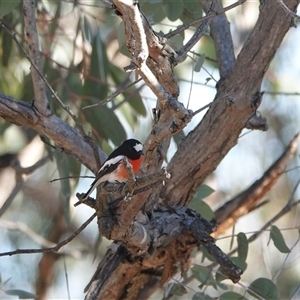 Petroica boodang (Scarlet Robin) at Hall, ACT - 18 Jul 2025 by Anna123