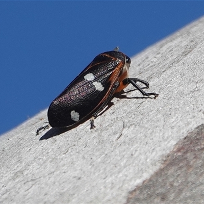 Eurymela fenestrata (Gum tree leafhopper) at Hall, ACT - 18 Jul 2025 by Anna123