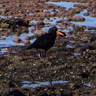 Haematopus fuliginosus (Sooty Oystercatcher) at Pretty Beach, NSW - Today by Clarel