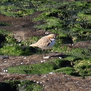 Anarhynchus ruficapillus (Red-capped Plover) at Pretty Beach, NSW - Today by Clarel