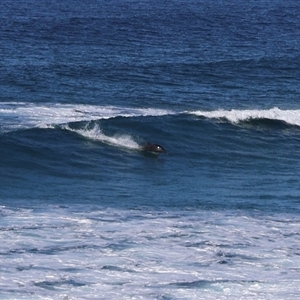 Megaptera novaeangliae at Pretty Beach, NSW - Today by Clarel
