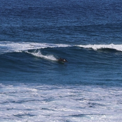 Dolphin-unknown species (Unidentified Dolphin) at Pretty Beach, NSW - Yesterday by Clarel