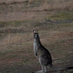 Macropus giganteus (Eastern Grey Kangaroo) at Hughes, ACT - Yesterday by Ct1000
