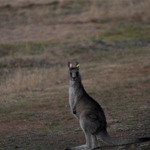 Macropus giganteus at Hughes, ACT - Today by Ct1000