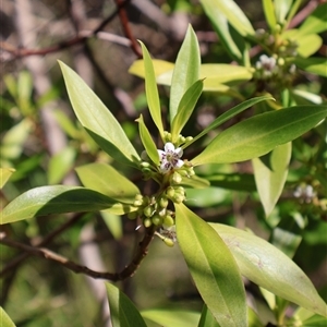 Myoporum boninense subsp. australe at Pretty Beach, NSW - Today by Clarel