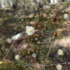 Acacia ulicifolia at Larbert, NSW - 16 Jul 2025 11:37 AM