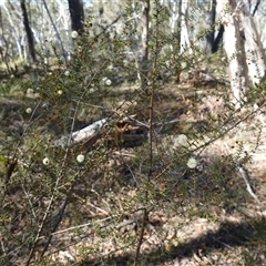 Acacia ulicifolia at Larbert, NSW - 16 Jul 2025 11:37 AM