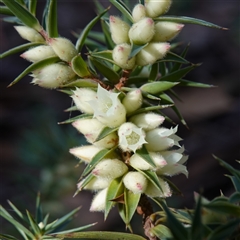 Melichrus urceolatus (Urn Heath) at Larbert, NSW - 16 Jul 2025 by RobG1