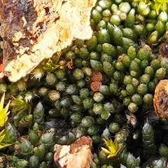 Gigaspermum repens (Moss) at Hawker, ACT - 16 Jul 2025 by sangio7