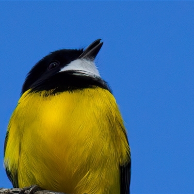 Pachycephala pectoralis at Hackett, ACT - Today by jb2602