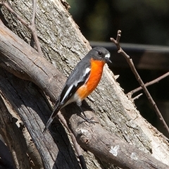 Petroica phoenicea at Tharwa, ACT - 13 Sep 2024 by Pirom