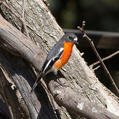 Petroica phoenicea at Tharwa, ACT - 13 Sep 2024 by Pirom