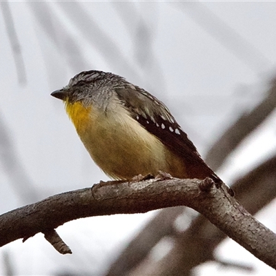 Pardalotus punctatus at Lakefield, QLD - 21 Jul 2022 by Pirom