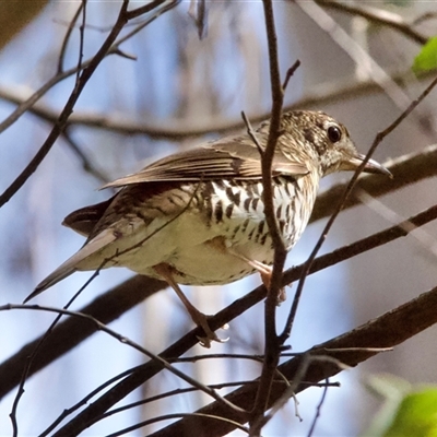 Zoothera lunulata (Bassian Thrush) at Tantawangalo, NSW - 8 Oct 2024 by Pirom
