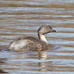 Poliocephalus poliocephalus (Hoary-headed Grebe) at Throsby, ACT - 16 Sep 2024 by Pirom