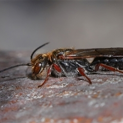 Thynninae (subfamily) at Yarralumla, ACT - 23 Jul 2025 by TimL