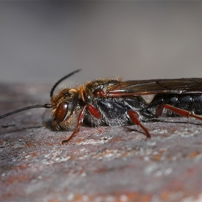 Thynninae (subfamily) at Yarralumla, ACT - 23 Jul 2025 by TimL