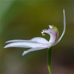 Caladenia picta (Painted Fingers) at Ulladulla, NSW - 8 Apr 2025 by RobG1