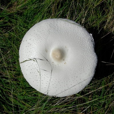 Macrolepiota dolichaula (Macrolepiota dolichaula) at Crowther, NSW - 5 Mar 2012 by Frecko
