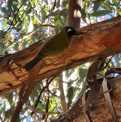 Nesoptilotis leucotis at Fyshwick, ACT - Yesterday by Tawny4