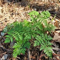 Conium maculatum (Hemlock) at Fyshwick, ACT - Yesterday by Tawny4