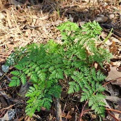 Conium maculatum (Hemlock) at Fyshwick, ACT - Yesterday by Tawny4