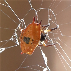 Gasteracantha sp. (genus) (Spiny Orb Weaver) at Noosa Heads, QLD - 2 Jul 2025 by ConBoekel